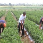 El 69% de les afiliacions al sector primari català són de persones sense nacionalitat espanyola. | Foto: UGT.